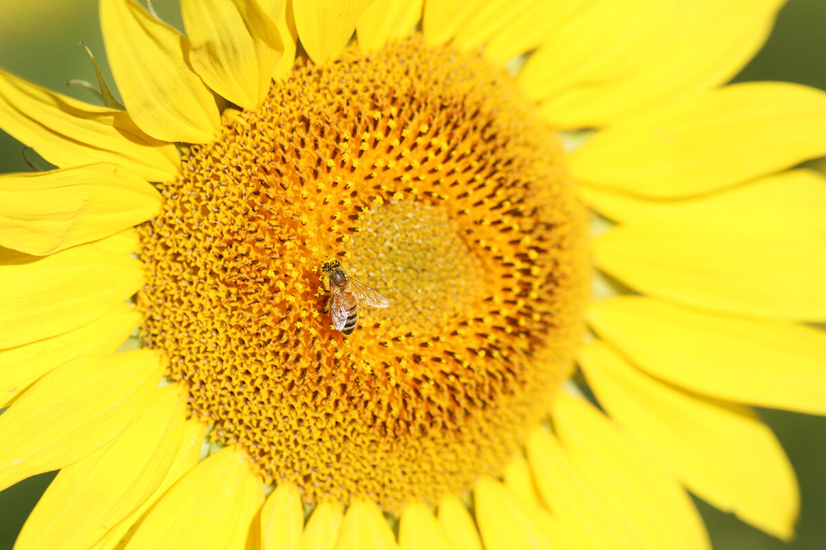 PHOTOS- Sunflowers north of Montrose 20200730875.jpg